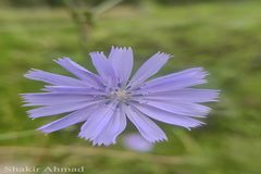 Lactuca dolichophylla
